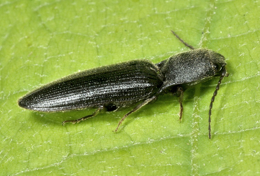 Elateridae da id.